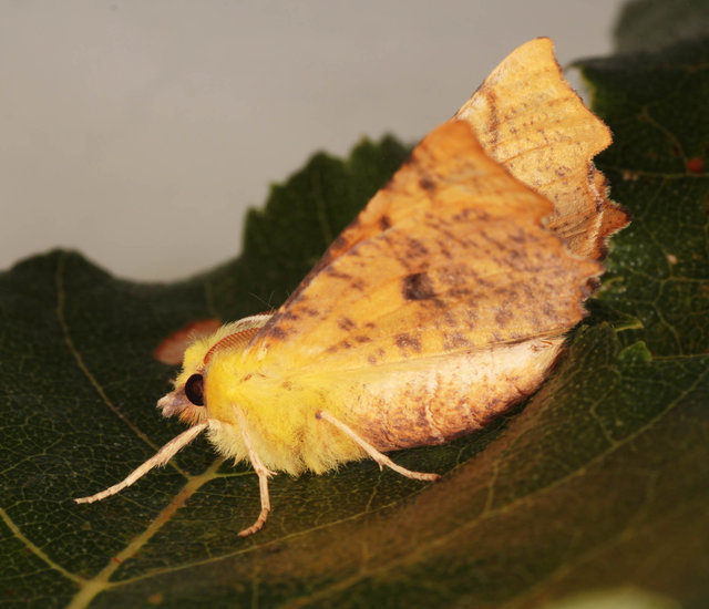 Ennomos alniaria - Canary-shouldered Thorn Moth -- Discover Life