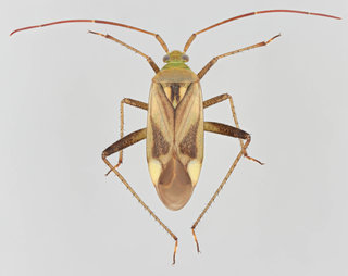 Adelphocoris lineolatus
