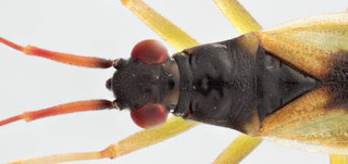 Teratocoris antennatus