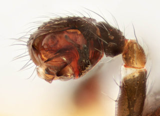Tenuiphantes flavipes