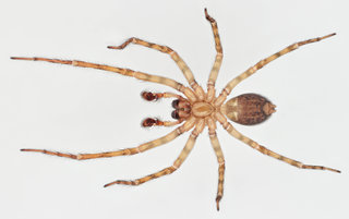 Amaurobius similis