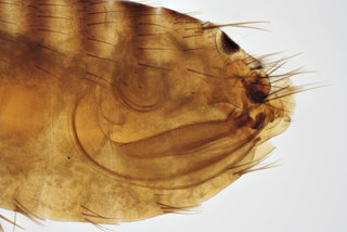 Nosopsyllus fasciatus