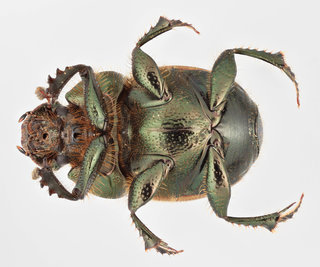 Onthophagus coenobita