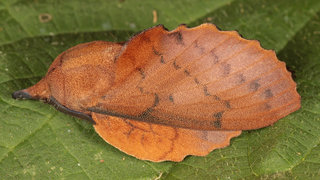 Gastropacha quercifolia