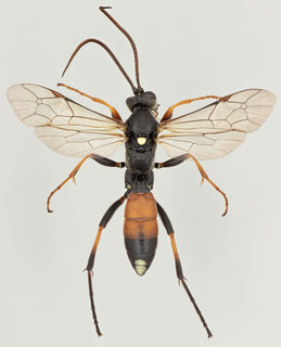 Ichneumon gracilicornis