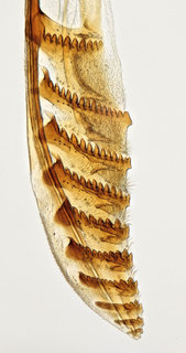 Diprion similis
