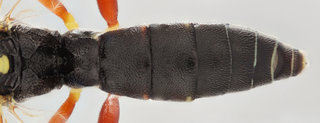 Syrphophilus tricinctorius