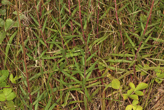 Hieracium umbellatum ssp umbellatum