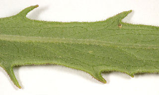 Hieracium umbellatum ssp umbellatum