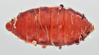 Phalacrotophora fasciata