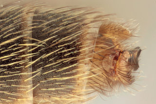 Mycetophila dziedzickii