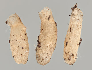 Mycetophila dziedzickii