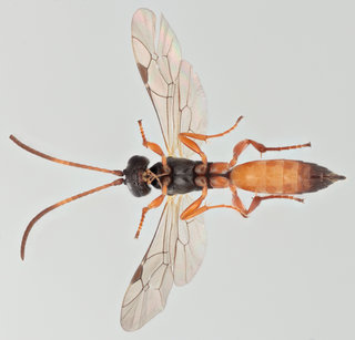 Diadromus subtilicornis