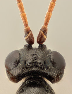 Diadromus subtilicornis