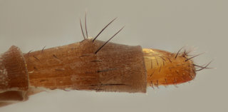 Phalacrotophora fasciata