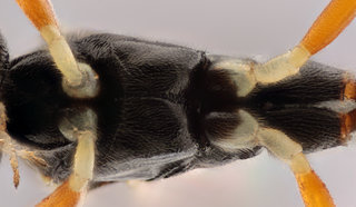 Hypamblys albopictus