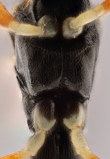 Hypamblys albopictus