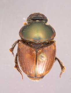 Onthophagus gazella, female color