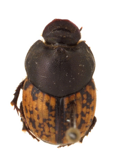 Onthophagus nuchicornis, female color