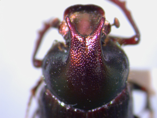 Onthophagus orpheus, major male pronotal horn