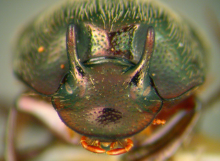 Onthophagus striatulus, major male head horn