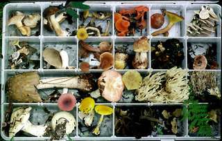 Fungi collection box