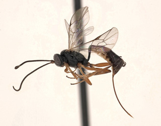 Venturia nigricoxalis, female