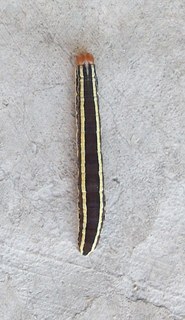Trichordestra legitima, Striped Garden Caterpillar Moth, larva