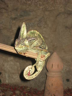 Chamaeleo calyptratus, Cone-headed Chameleon