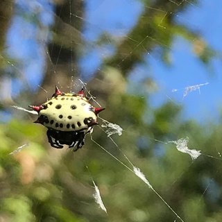 Gasteracantha cancriformis, Spinybacked Spider
