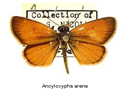 Ancyloxypha arene, top