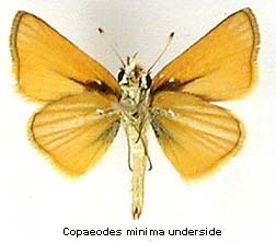 Copaeodes minima, bottom