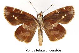 Monca crispinus, bottom