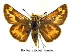 Polites sabuleti, female, top