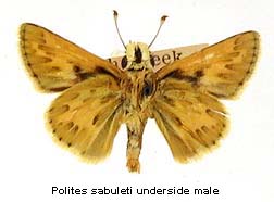 Polites sabuleti, male, bottom