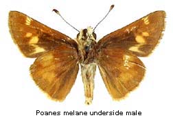 Poanes melane, male, bottom