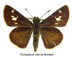 Pompeius verna, female, top