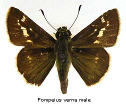 Pompeius verna, male, top