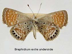Brephidium exilis, bottom