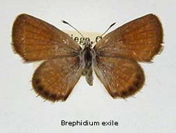 Brephidium exilis, top