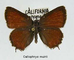Callophrys muiri, top
