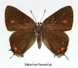 Satyrium favonius, top