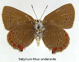 Satyrium titus, bottom