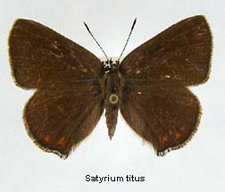 Satyrium titus, top