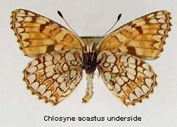 Chlosyne acastus, bottom