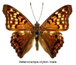 Asterocampa clyton, male, top