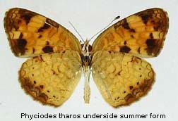 Phyciodes tharos, summer form, bottom