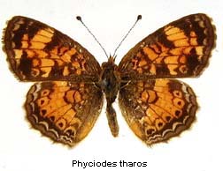 Phyciodes tharos, top