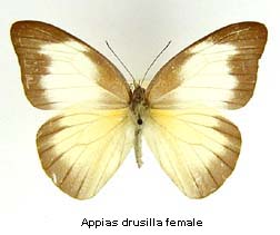Appias drusilla, female, top