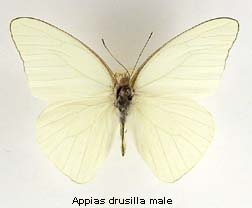 Appias drusilla, male, top